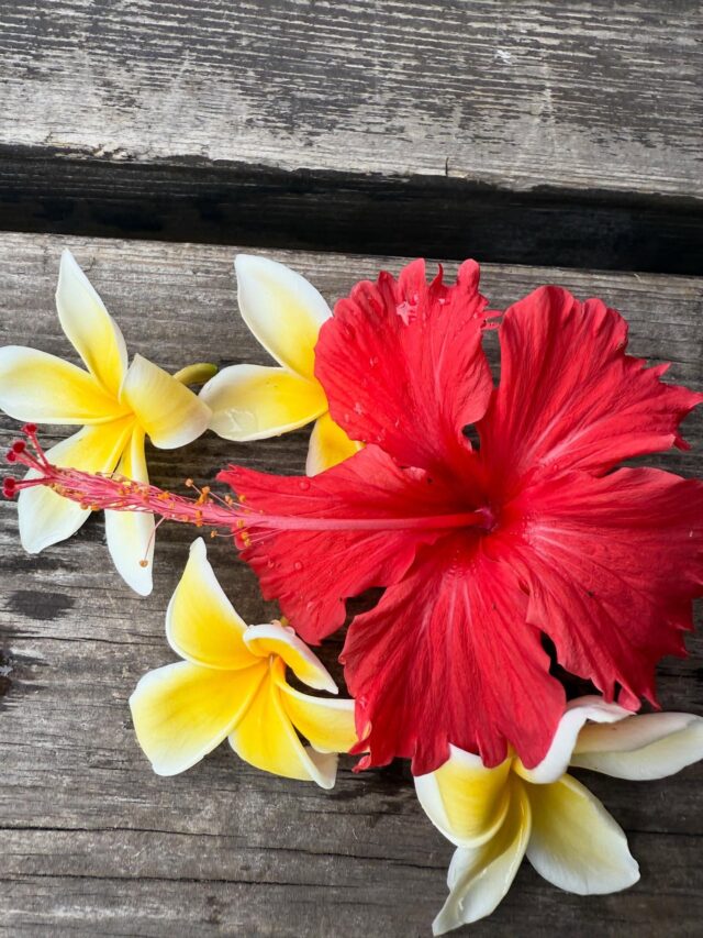 Anela Wink - AnelaWink